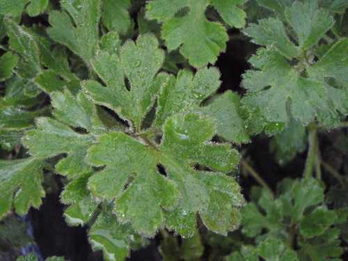 Ranunculus hawaiensis
