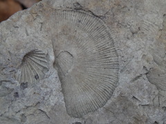Strophomenata