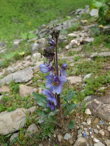 Image of Meconopsis horridula by (c) Zheyuan LIU, some rights reserved (CC BY)