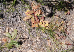 Micranthes aprica