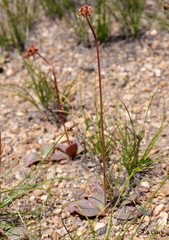 Micranthes aprica