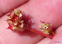 Micranthes aprica