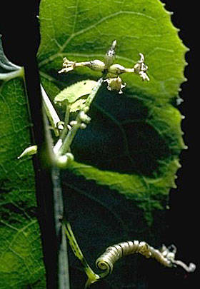 Sicyos cucumerinus
