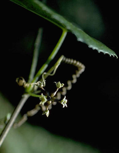Sicyos cucumerinus