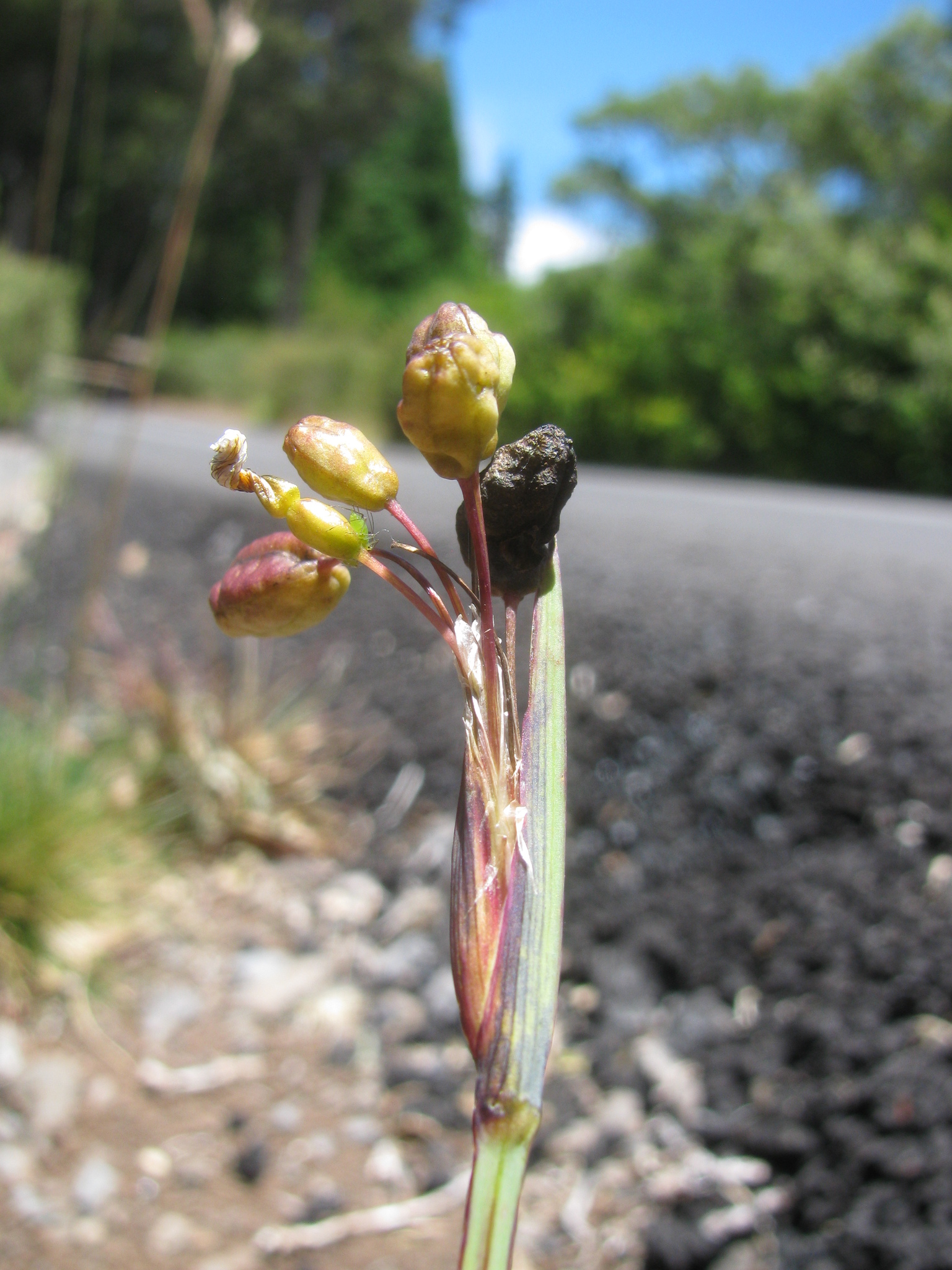 Sisyrinchium acre