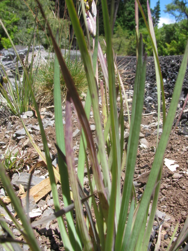 Sisyrinchium acre