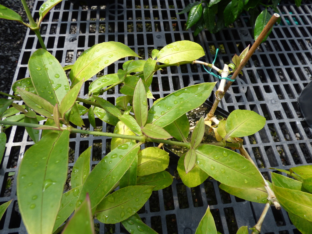 Schiedea diffusa