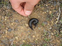 Lycalopex