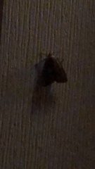 Hypena scabra