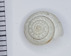 Xeroplexa carrapateirensis