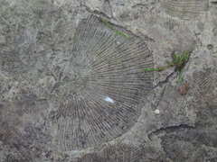 Strophomenata