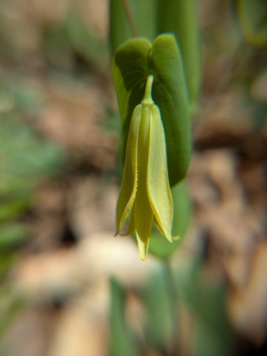 Foto de Uvularia