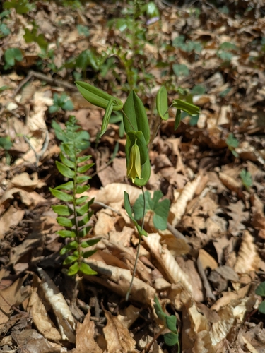 Foto de Uvularia