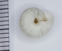 Xeroplexa carrapateirensis