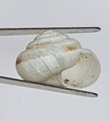Xeroplexa carrapateirensis