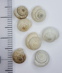 Xeroplexa carrapateirensis