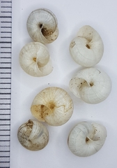 Xeroplexa carrapateirensis