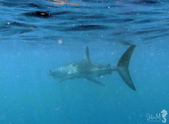 Longfin Mako photo 2