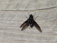 Anthrax aterrimus
