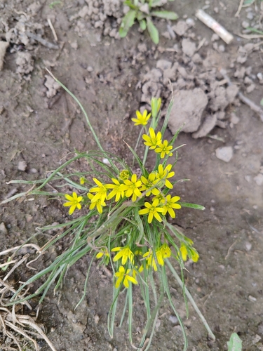 Image of Gagea pusilla by (c) andrey_p, some rights reserved (CC BY)