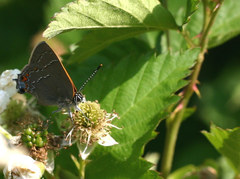 Satyrium favonius