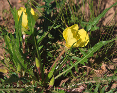 Oenothera flava