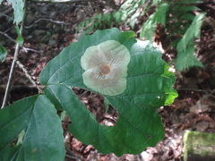 Cameraria hamameliella