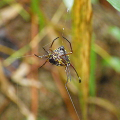 Gasteracantha clavigera