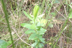 Polygala myrtifolia
