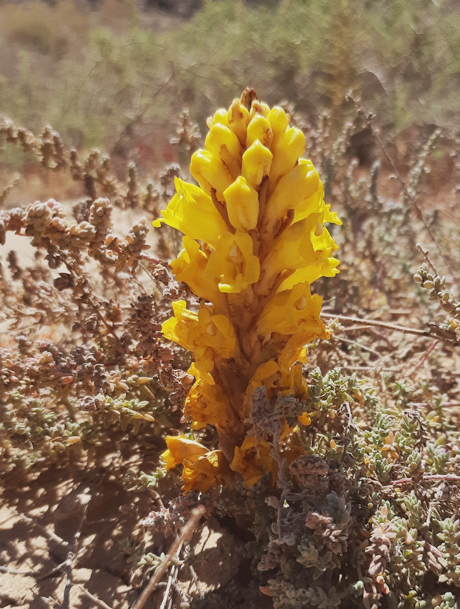 Cistanche phelypaea