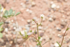Gilia clokeyi