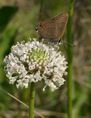 Satyrium favonius