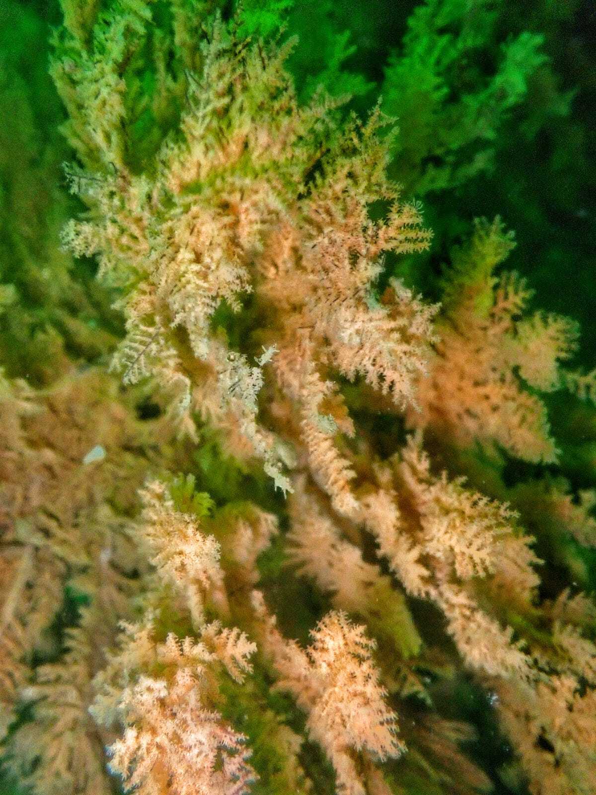 Myriopathes panamensis (Verrill, 1869)