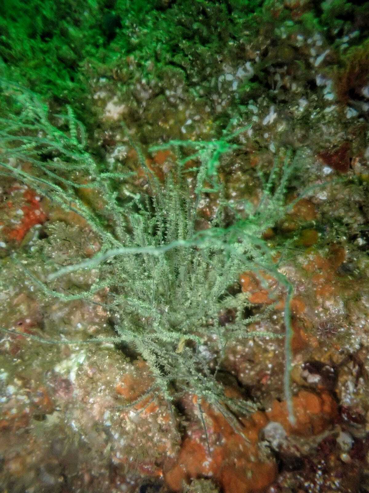 Antipathes galapagensis Deichmann, 1941
