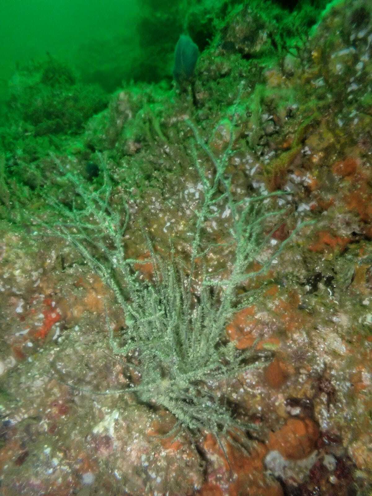 Antipathes galapagensis Deichmann, 1941