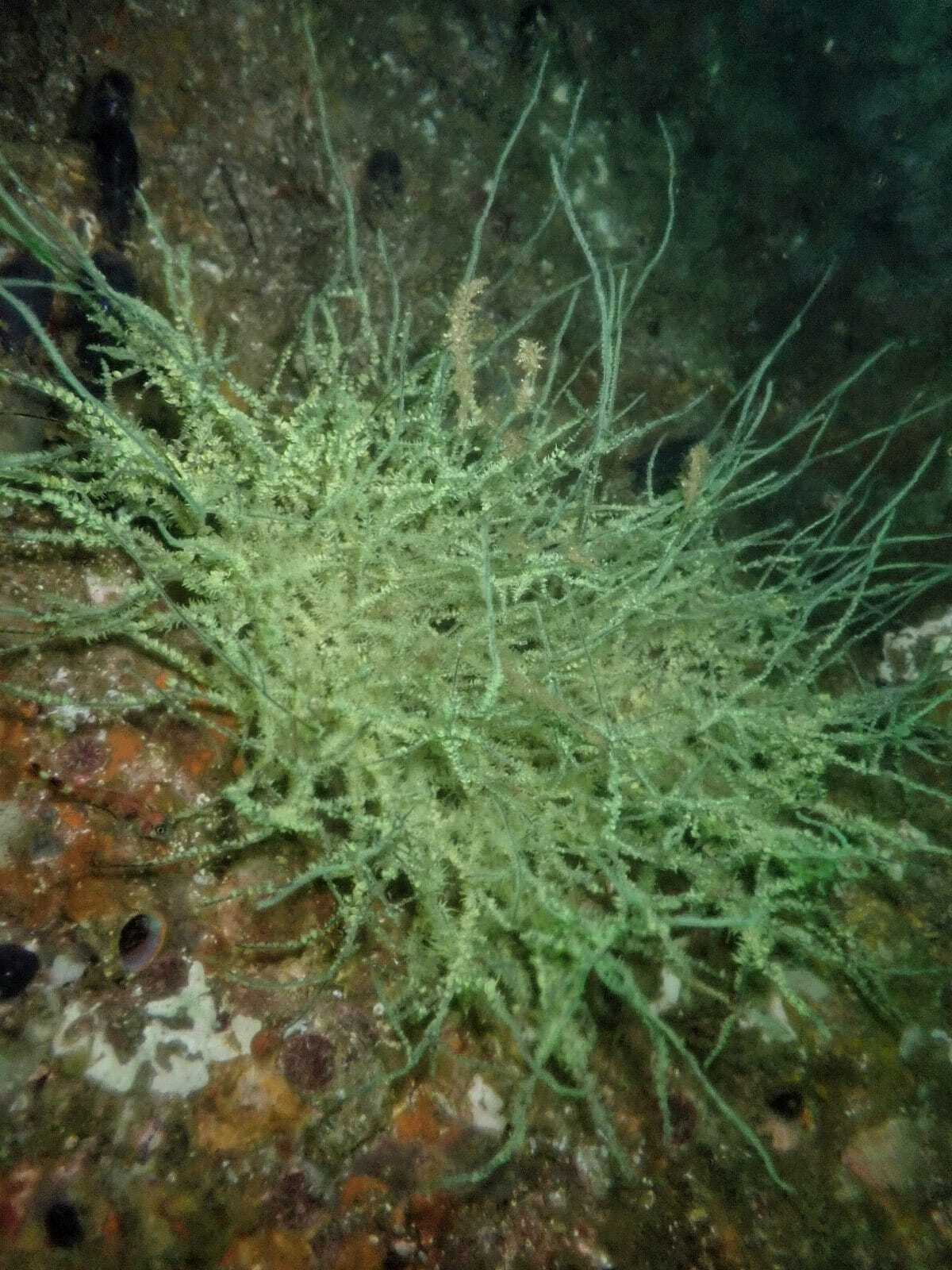 Antipathes galapagensis Deichmann, 1941