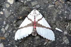 Lepidoptera