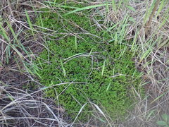 Ptychomnion aciculare