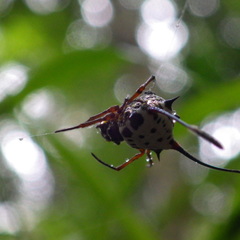 Gasteracantha clavigera