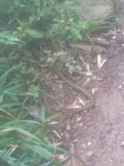 Protobothrops jerdonii