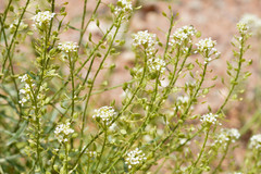 Lepidium fremontii