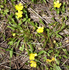 Ranunculus alismifolius