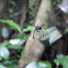 Gasteracantha clavigera