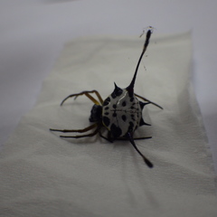 Gasteracantha clavigera