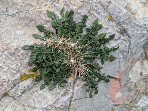 Image of Centaurea raphanina by (c) Elias, some rights reserved (CC BY)