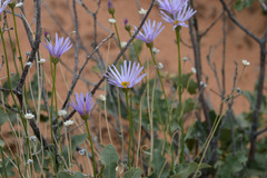 Erigeron utahensis