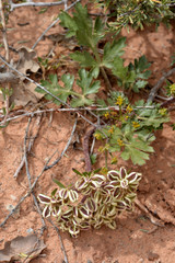 Cymopterus newberryi