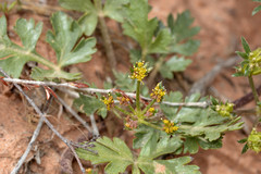 Cymopterus newberryi