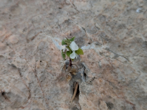 Image of Lamium moschatum by (c) Elias, some rights reserved (CC BY)