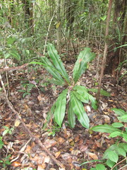 Nepenthes bicalcarata